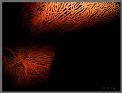 Name: Underwater textures No. 1, Taken from Red Fan Coral... by Wasa Sirinupongs 